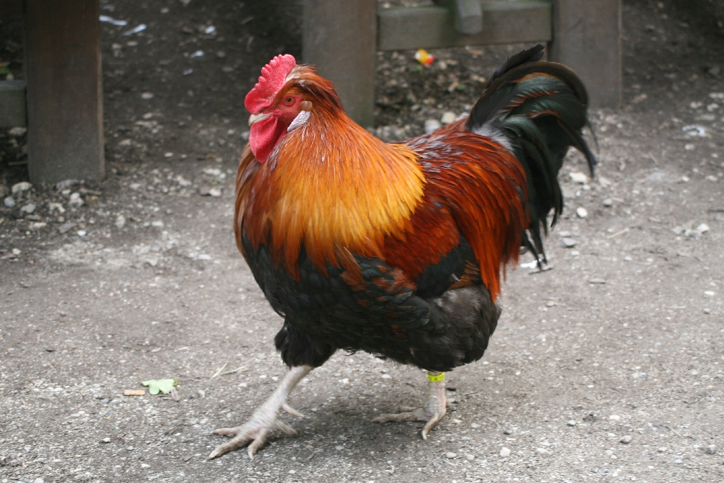 Cockerel