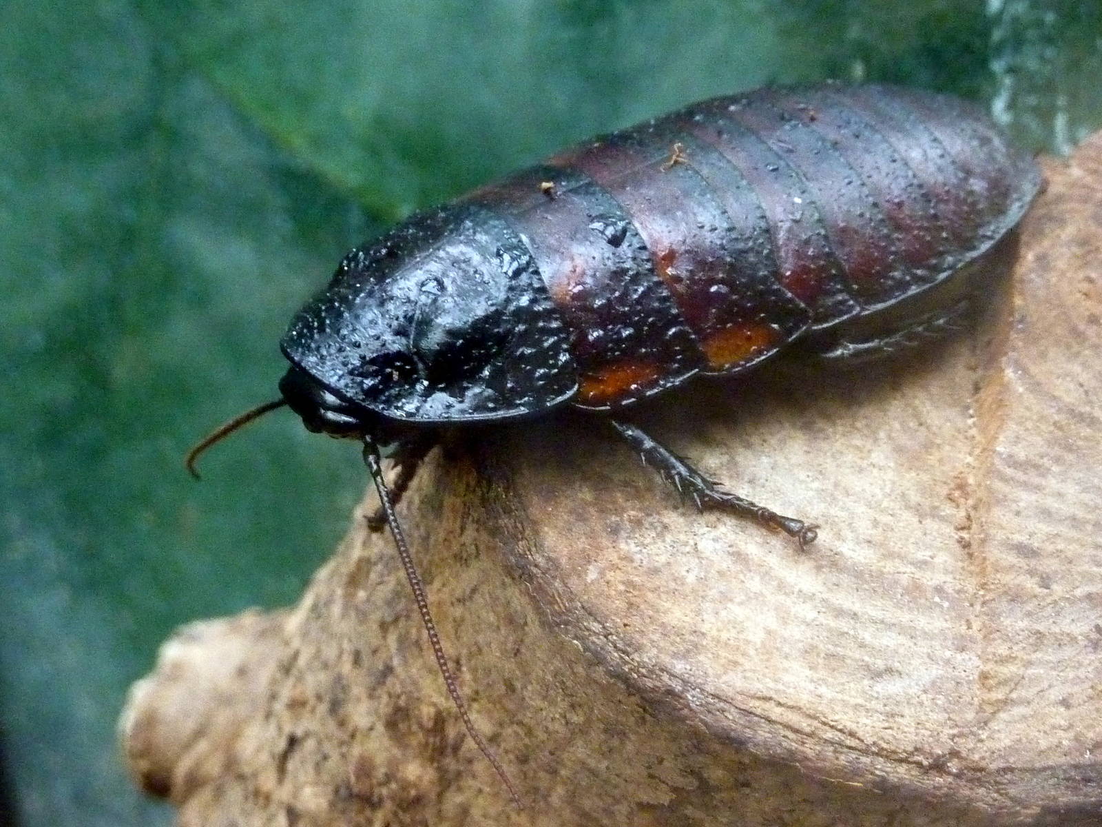 Cockroach - 2012