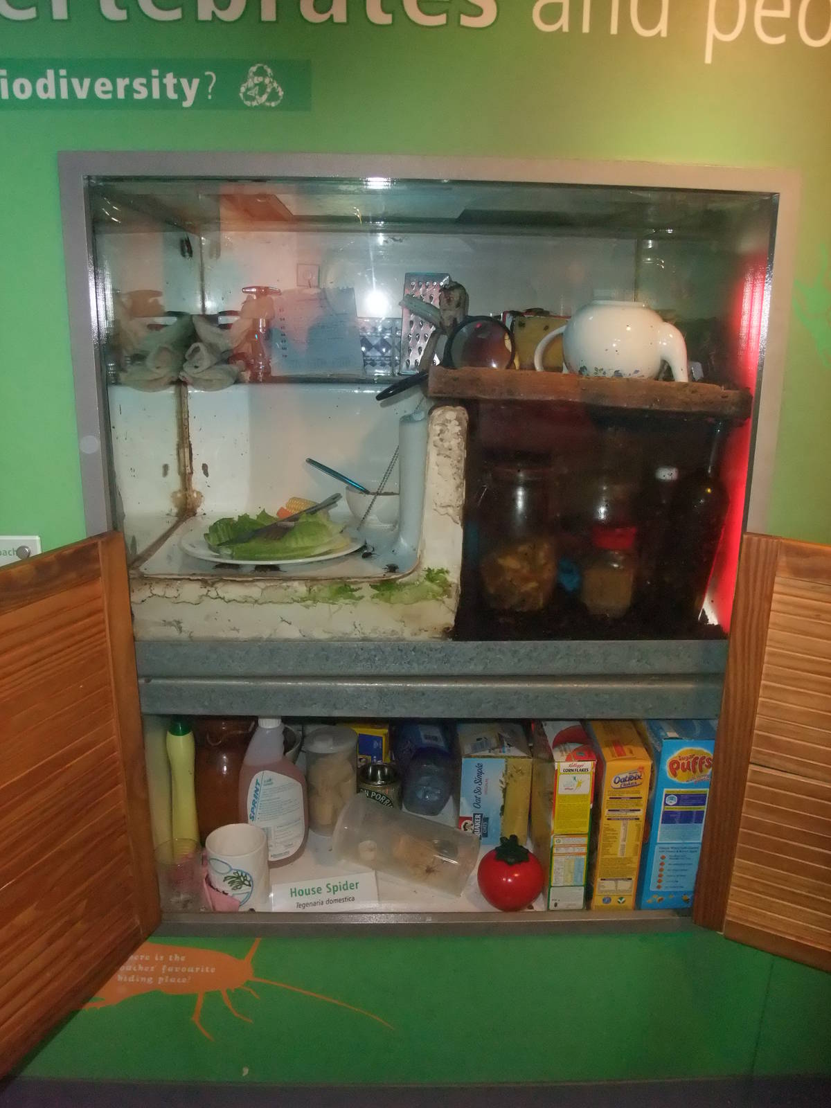 Cockroach and Spider Exhibits at London, 16/11/11