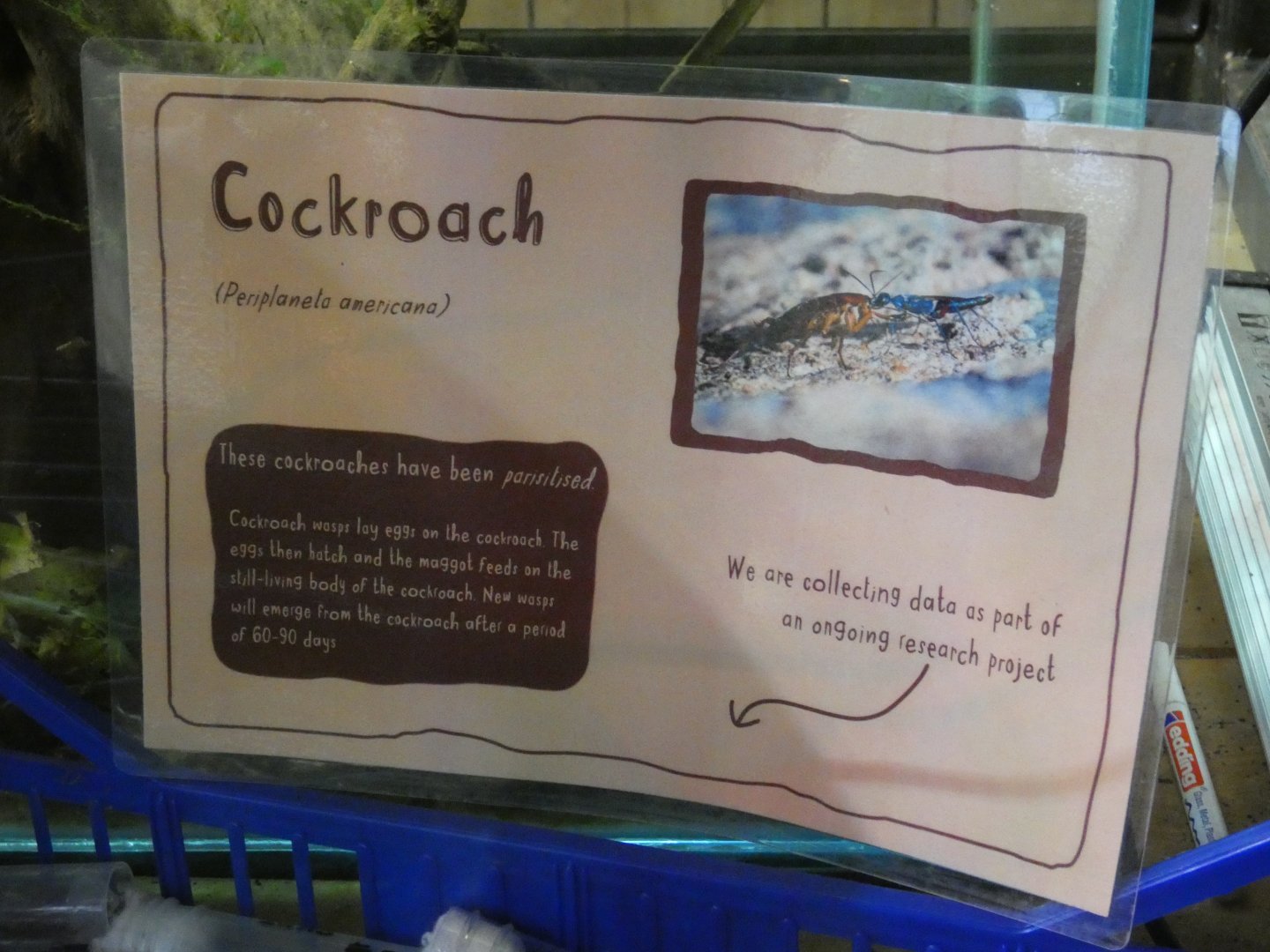 Cockroach signage