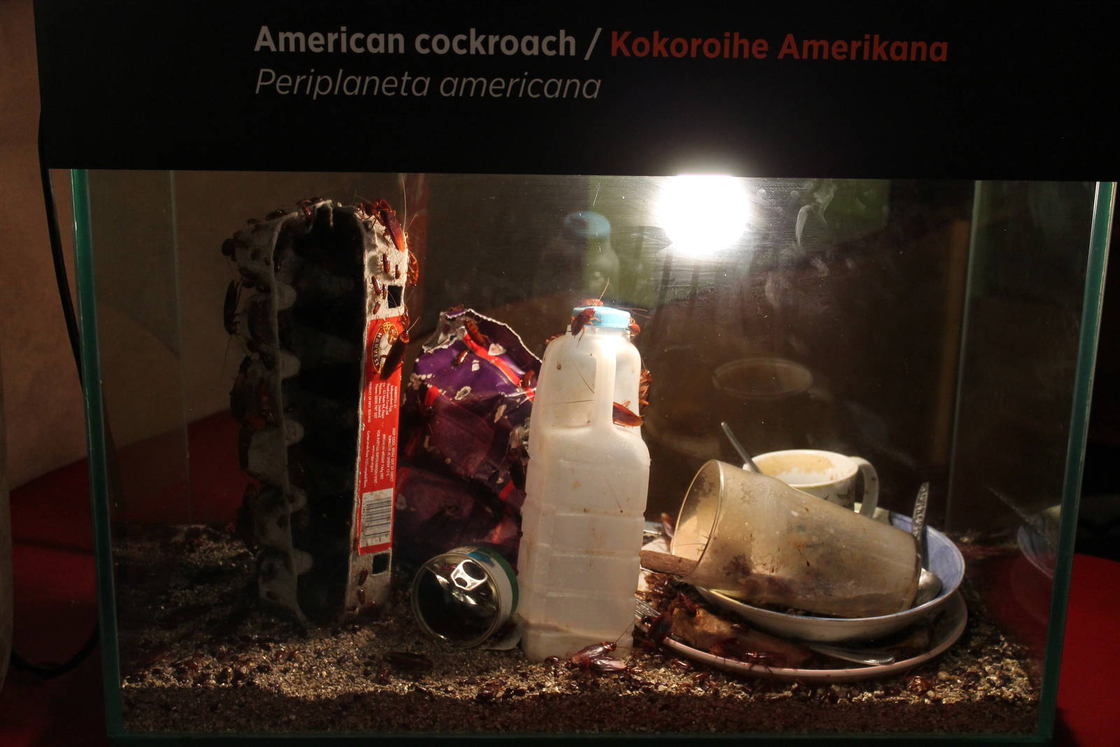 cockroach tank