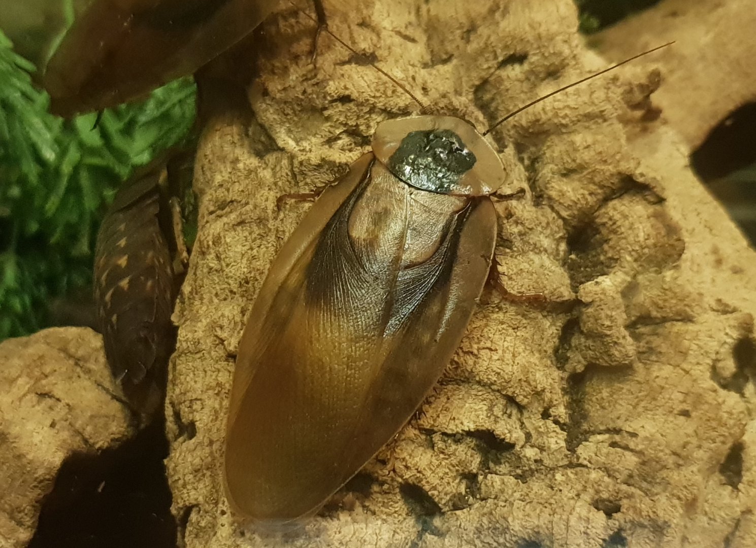 Cockroach