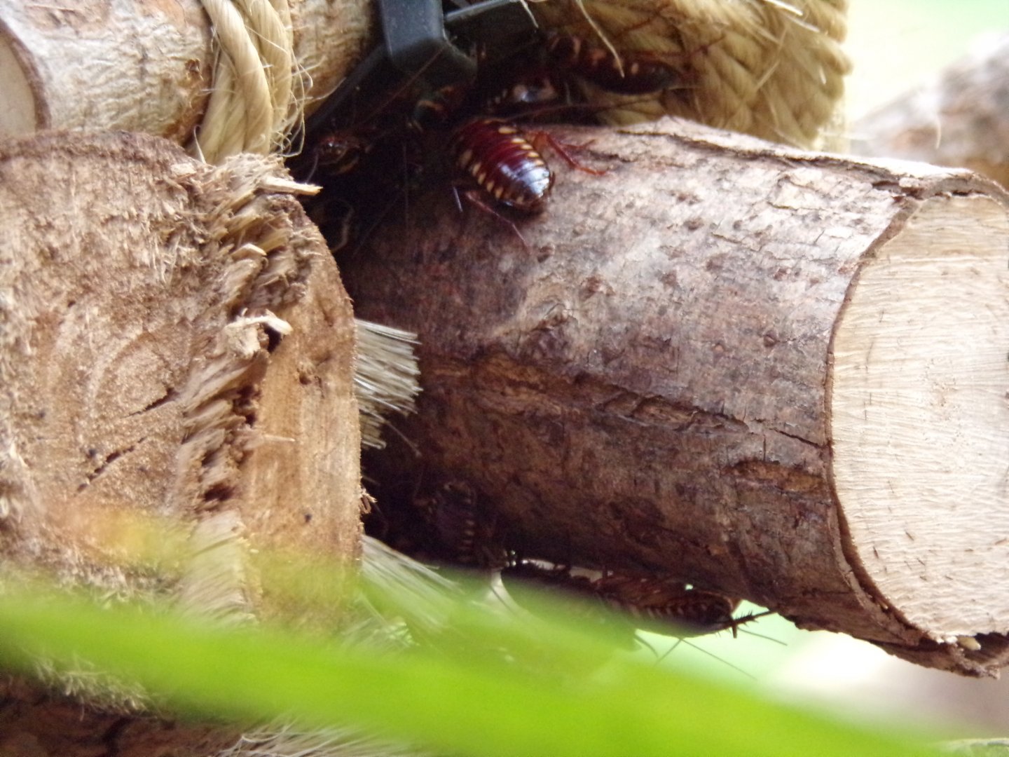 Cockroaches in the sloth house 17.7.23