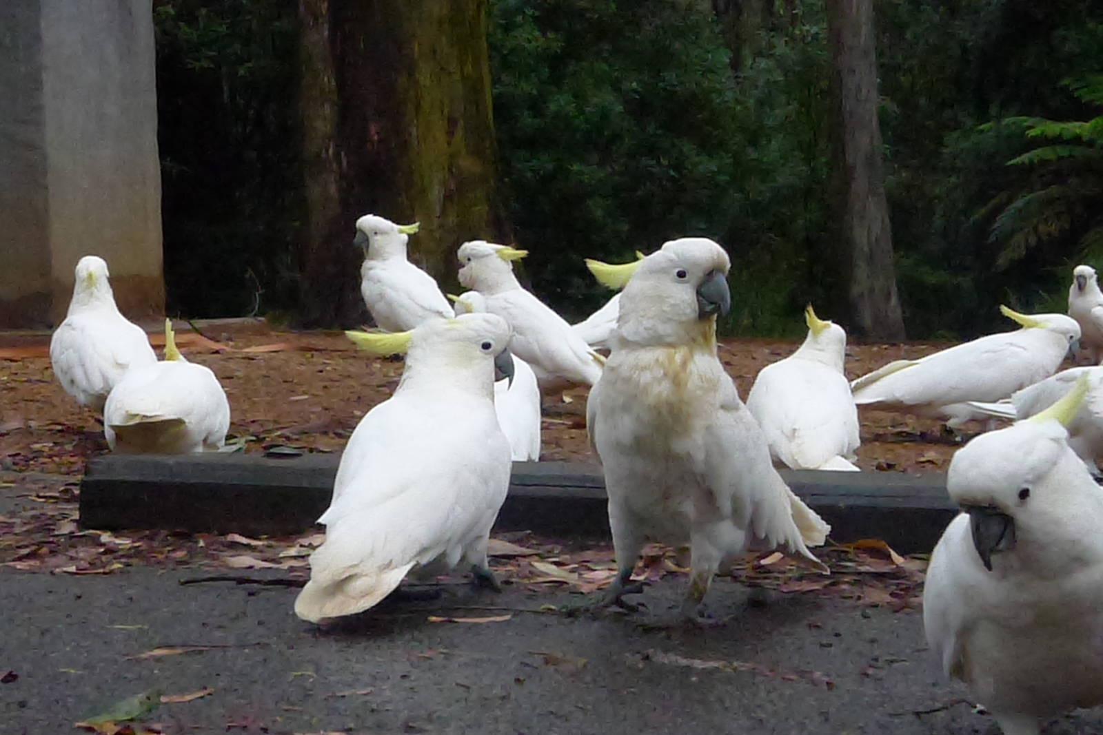 Cockys at Grants Picnic Ground, Sherbrook, Vic