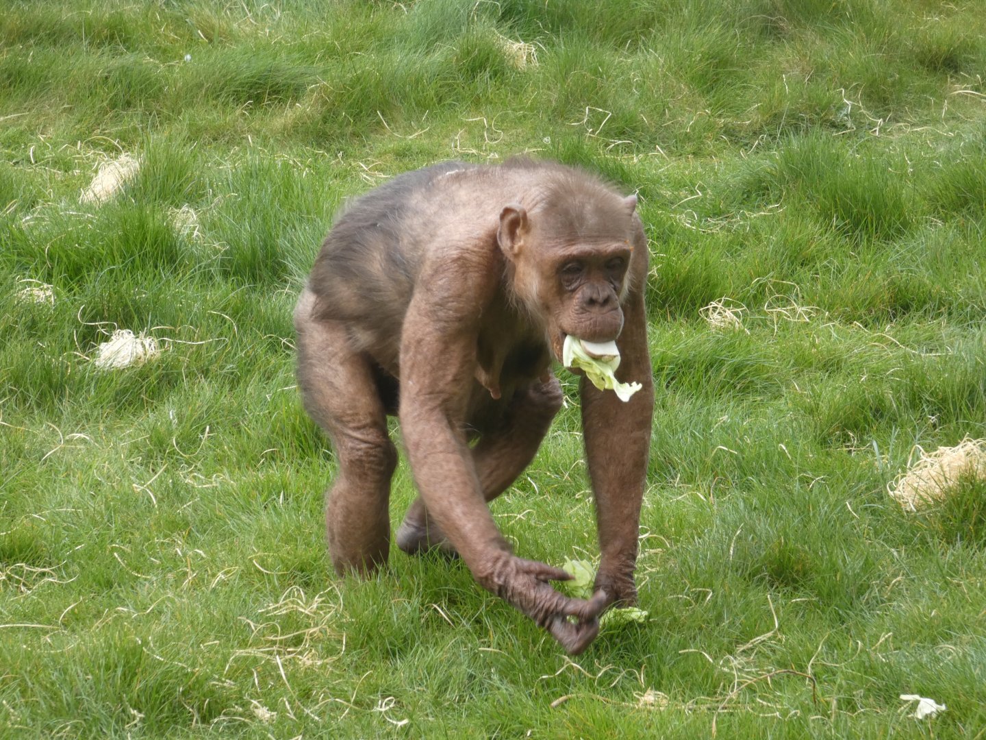 Coco the 'chocolate' chimp