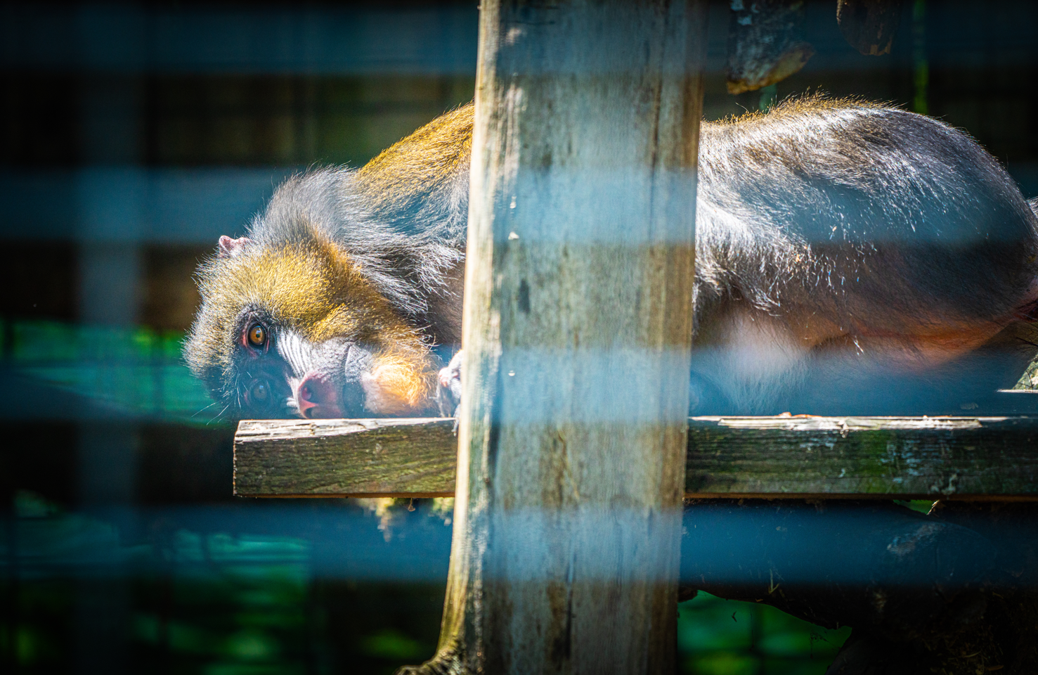 Coco the female Mandrill