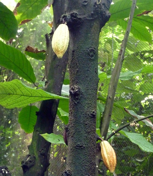 Cocoa tree (Theobroma cacao)