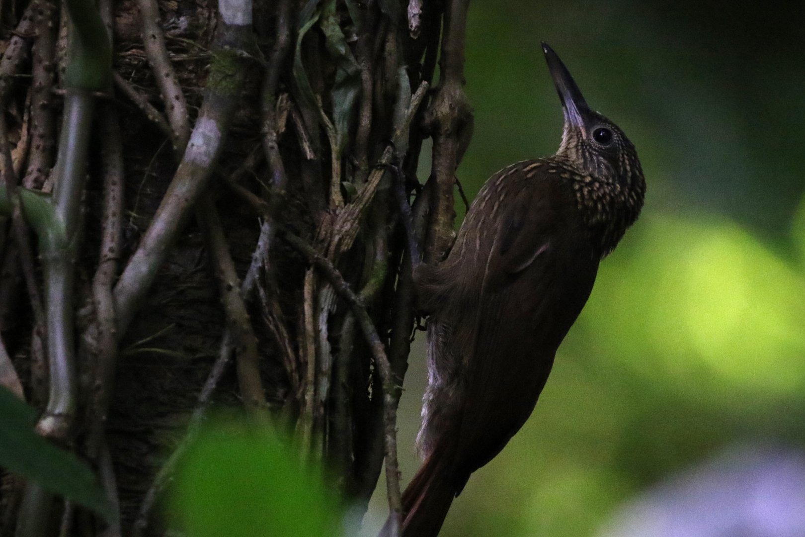 Cocoa Woodcreeper
