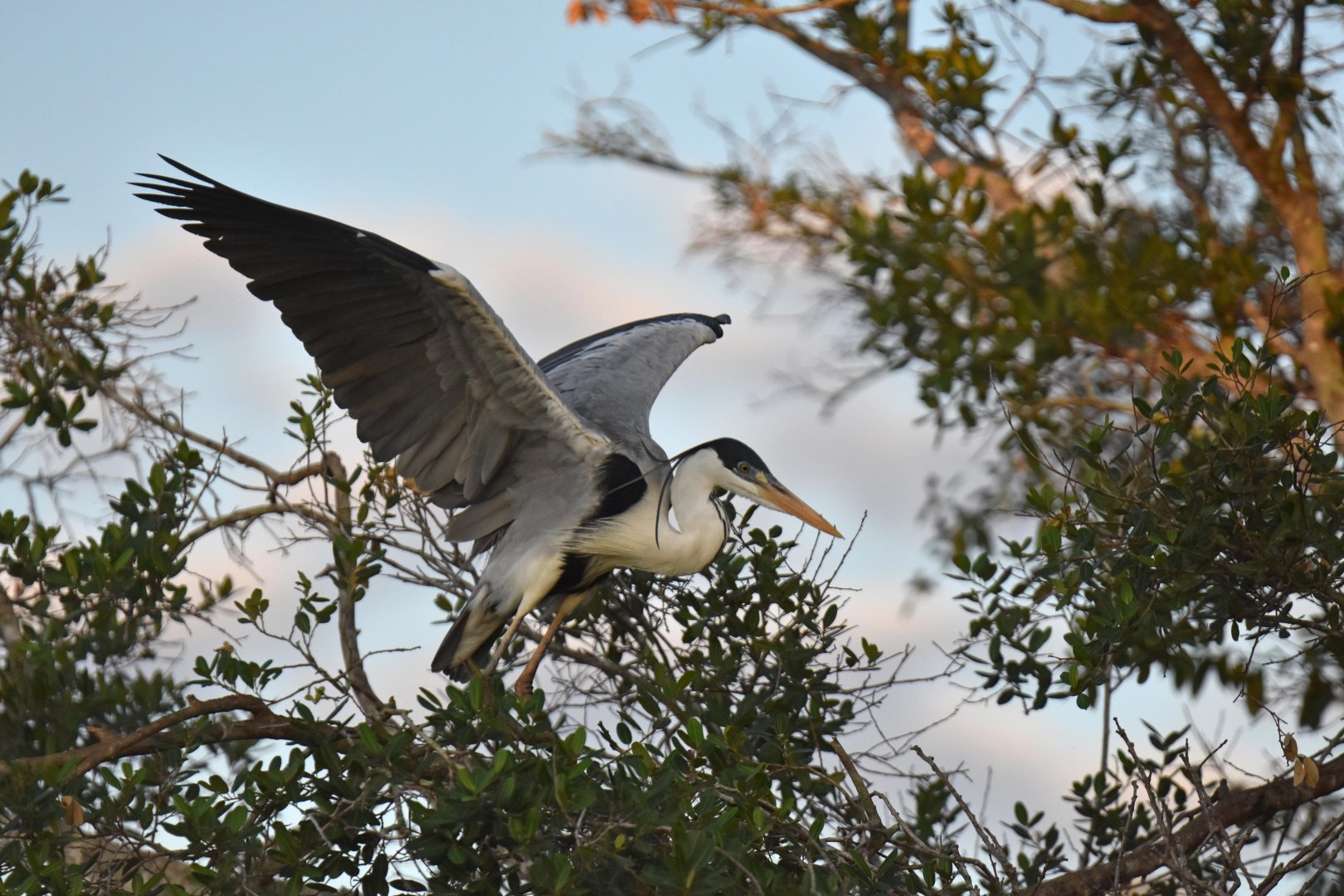 Cocoi Heron (Ardea cocoi)