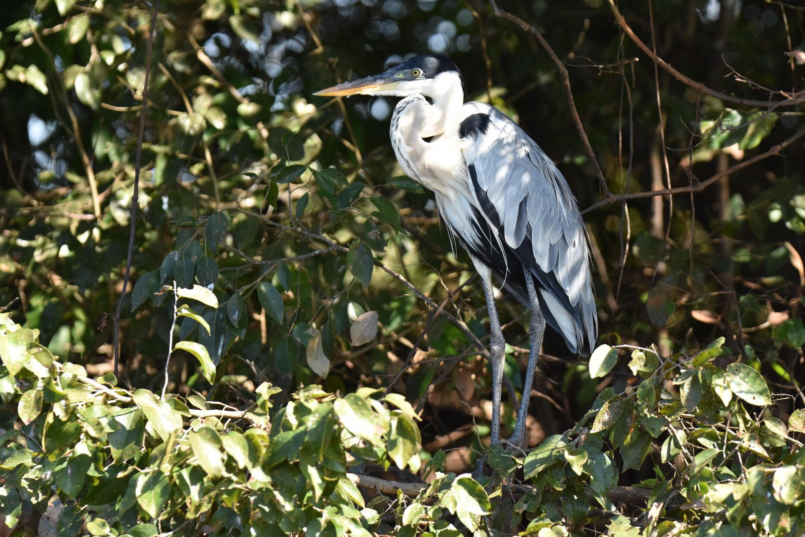 Cocoi Heron (Ardea cocoi)