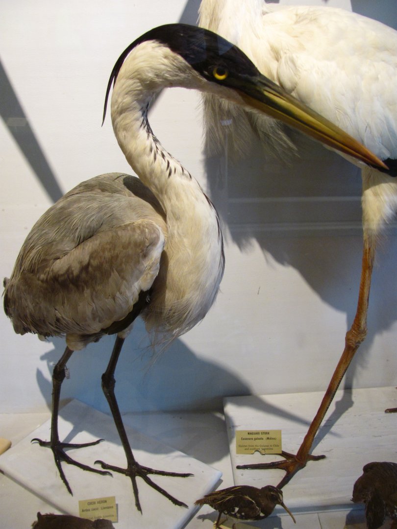 Cocoi Heron