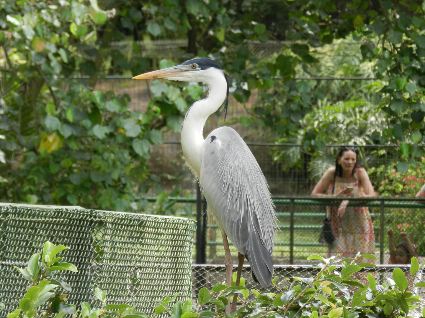 Cocoi/moorish heron - Zoo São Paulo