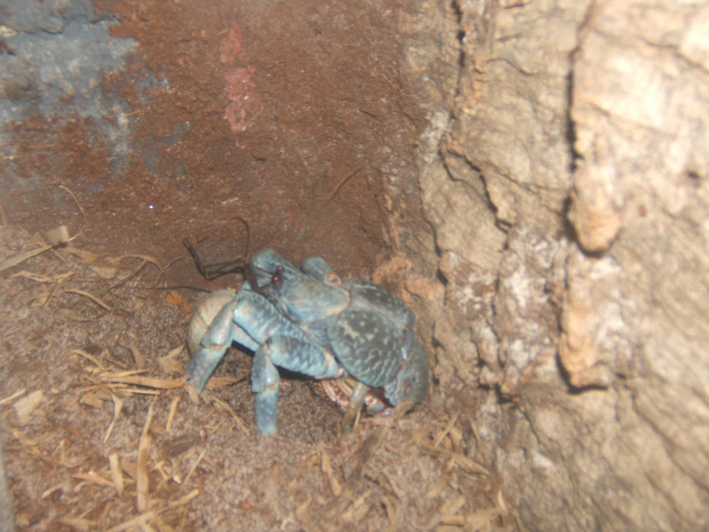Coconut Crab 27/08/2017