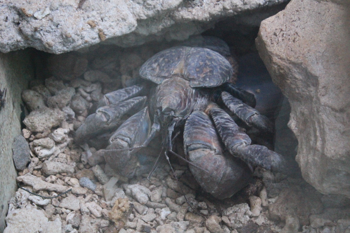 Coconut crab (Birgus latro) - Aviary Park