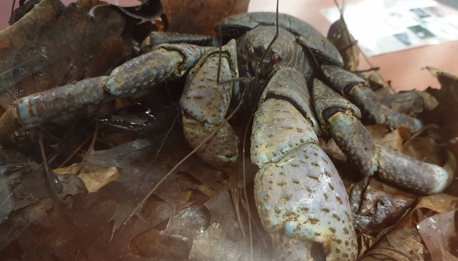 Coconut crab - Birgus latro