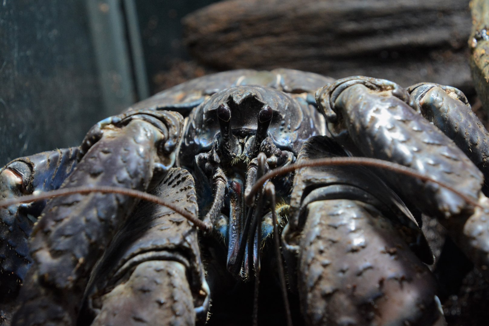 Coconut crab (Birgus latro)