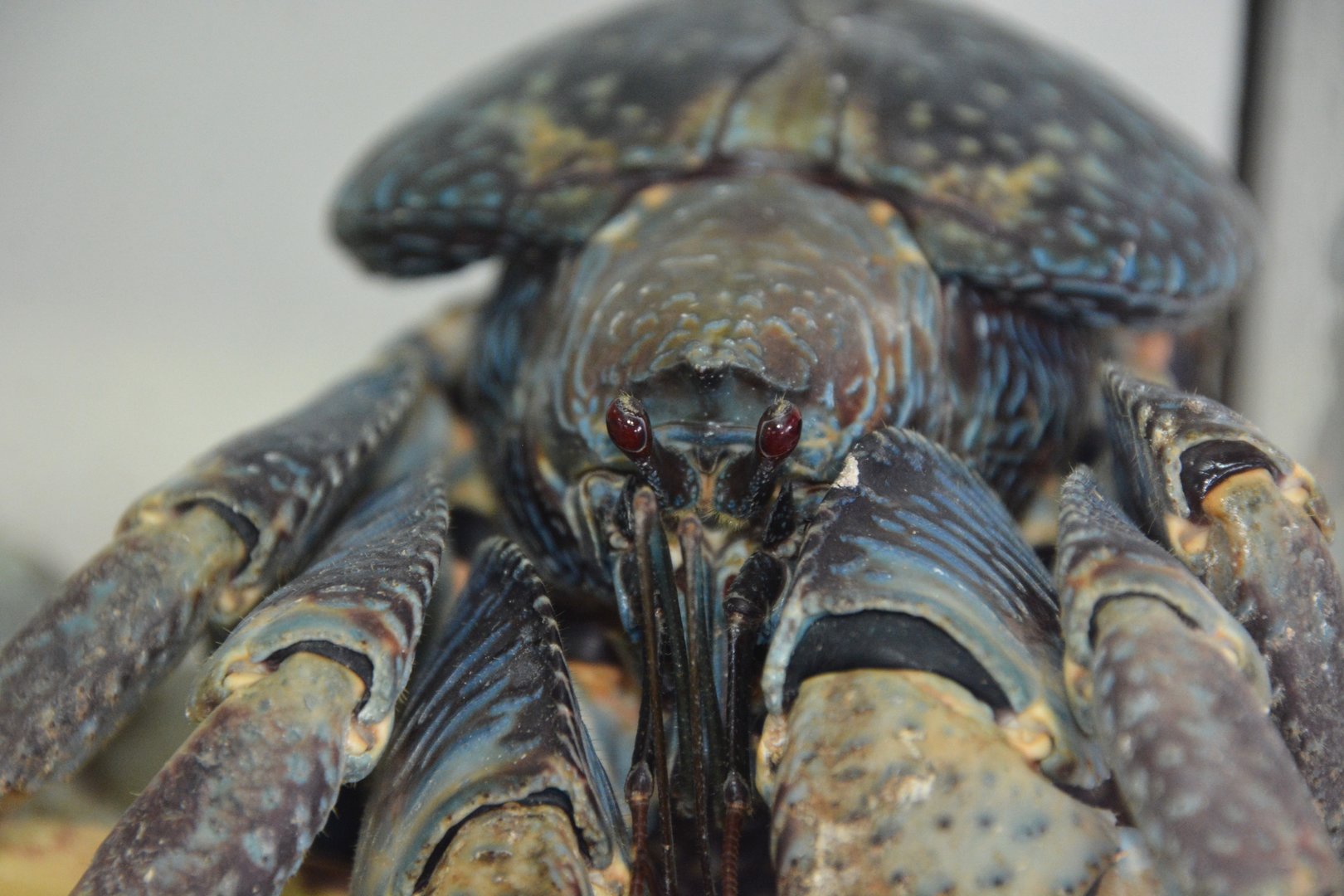 Coconut crab (Birgus latro)