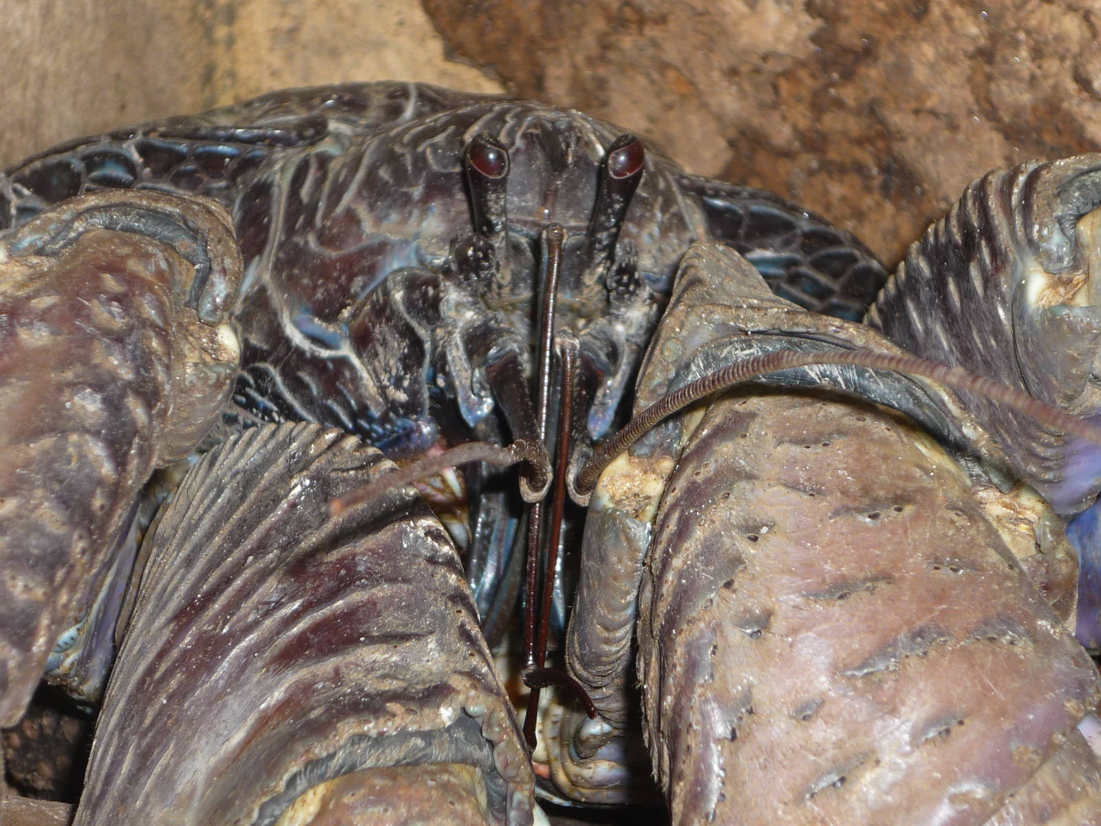 Coconut Crab closeup