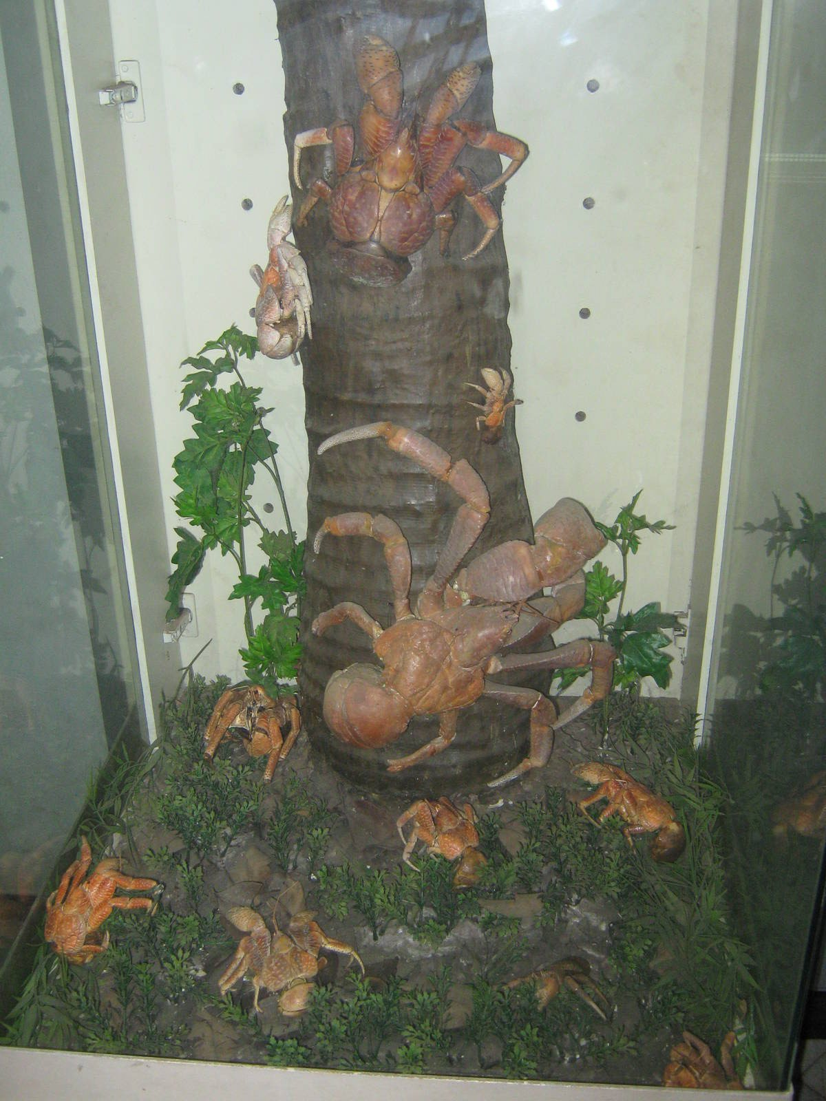 coconut crab display at the Insectarium