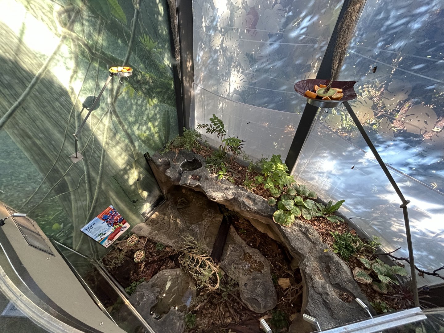 Coconut Crab Exhibit - Wildlife Explorers Basecamp