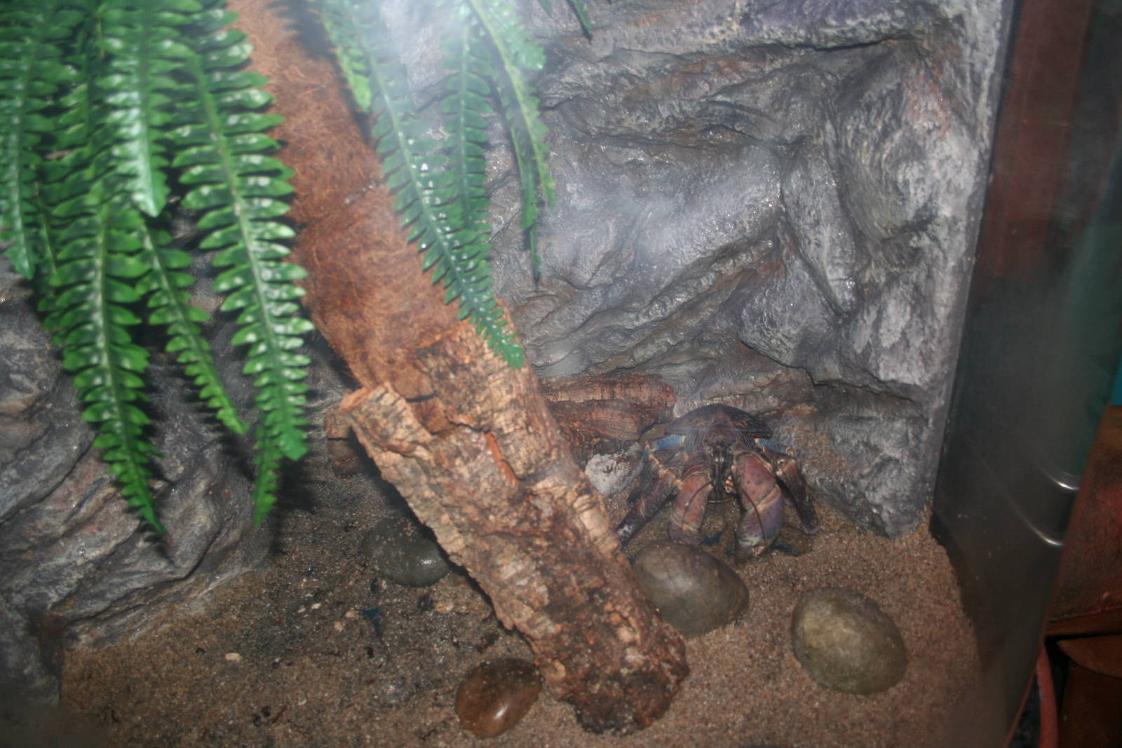 Coconut crab exhibit