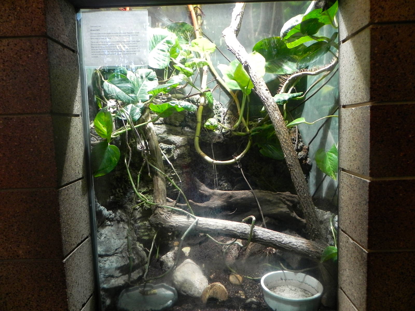 Coconut Crab exhibit