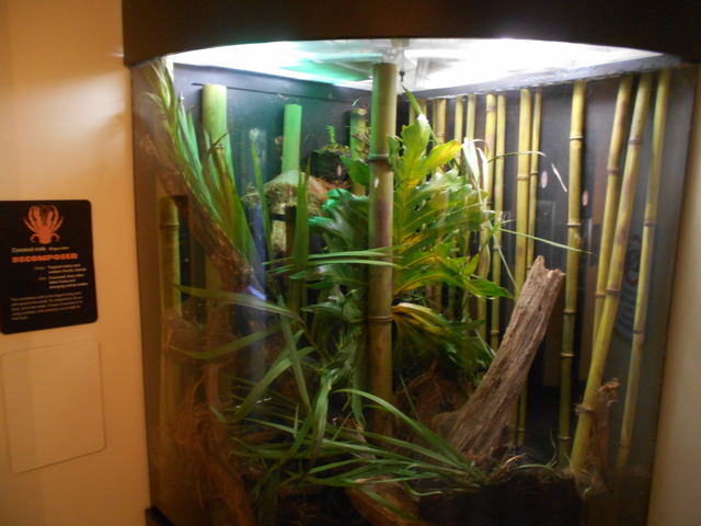 Coconut crab exhibit
