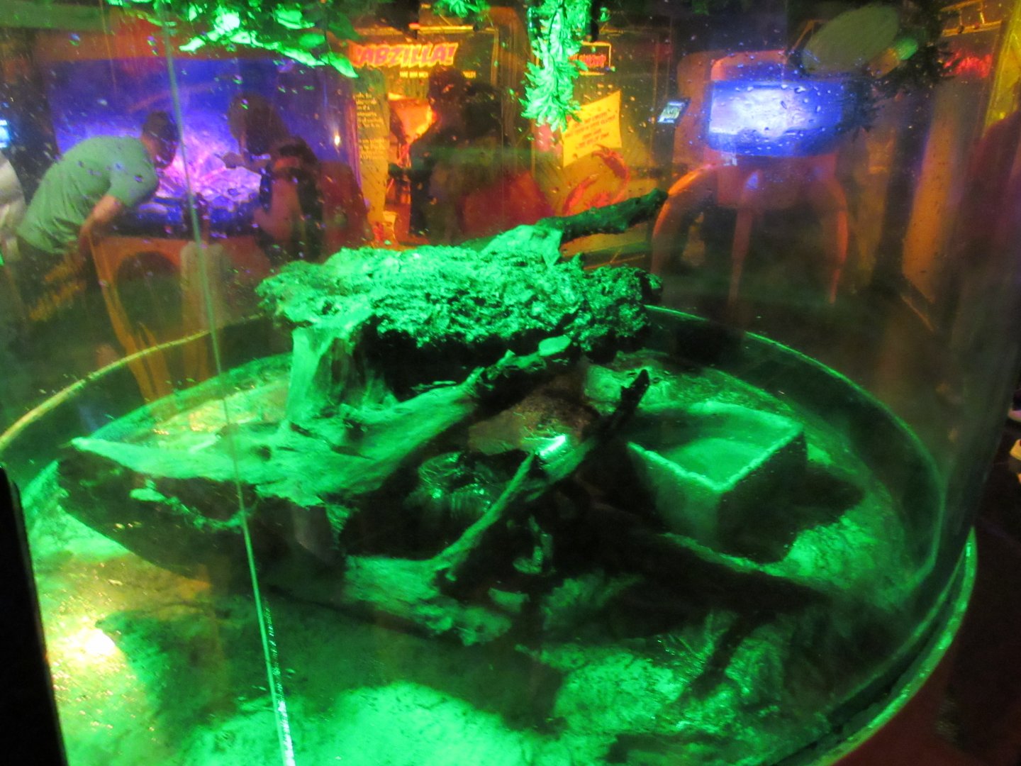 Coconut Crab Exhibit