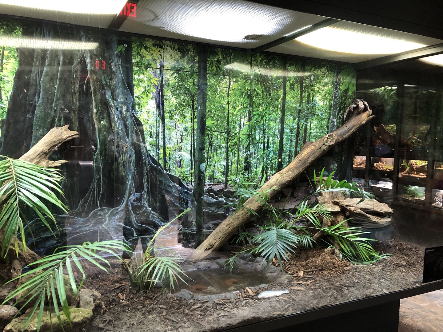 Coconut Crab Exhibit