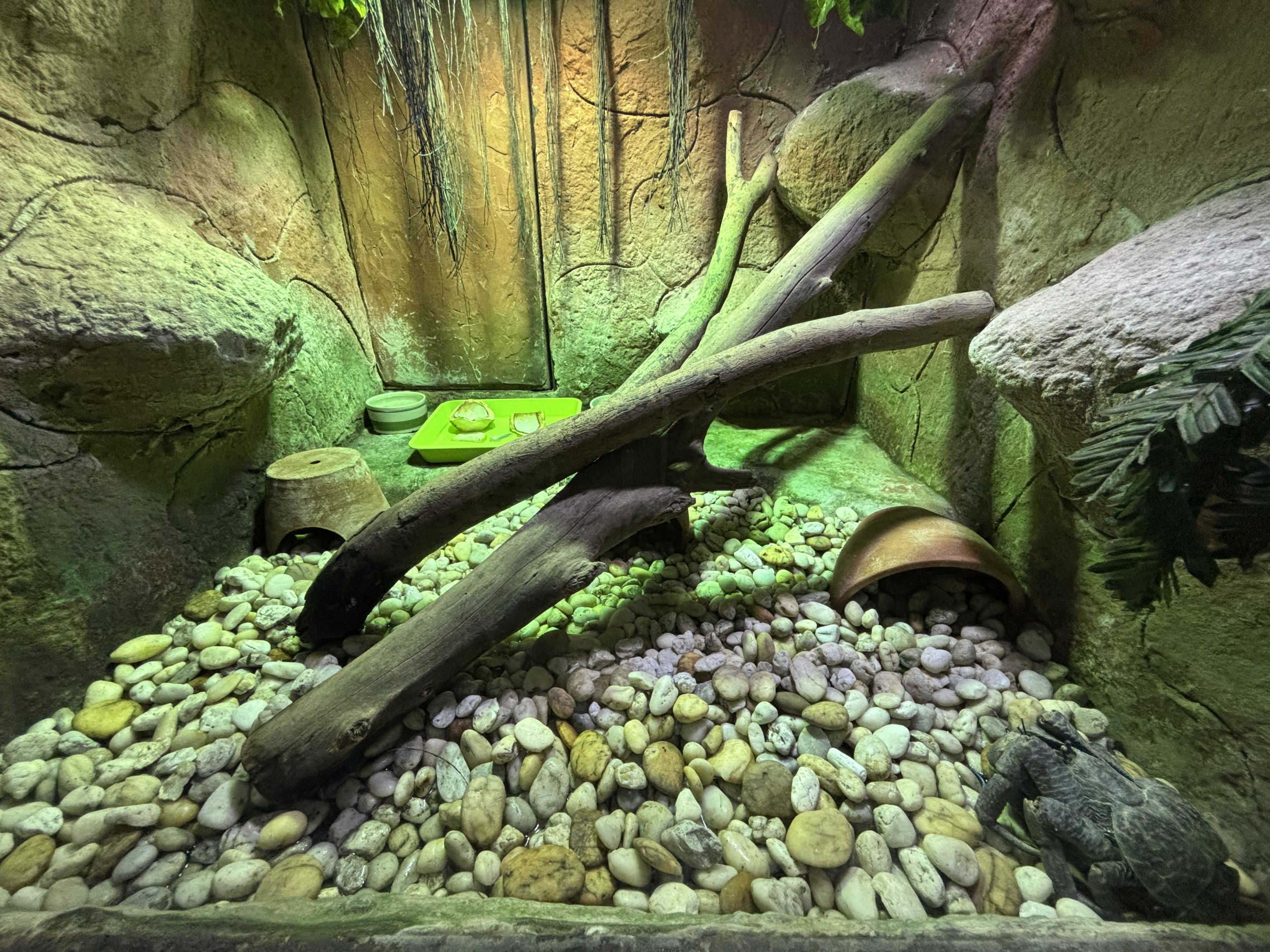 Coconut Crab Exhibit