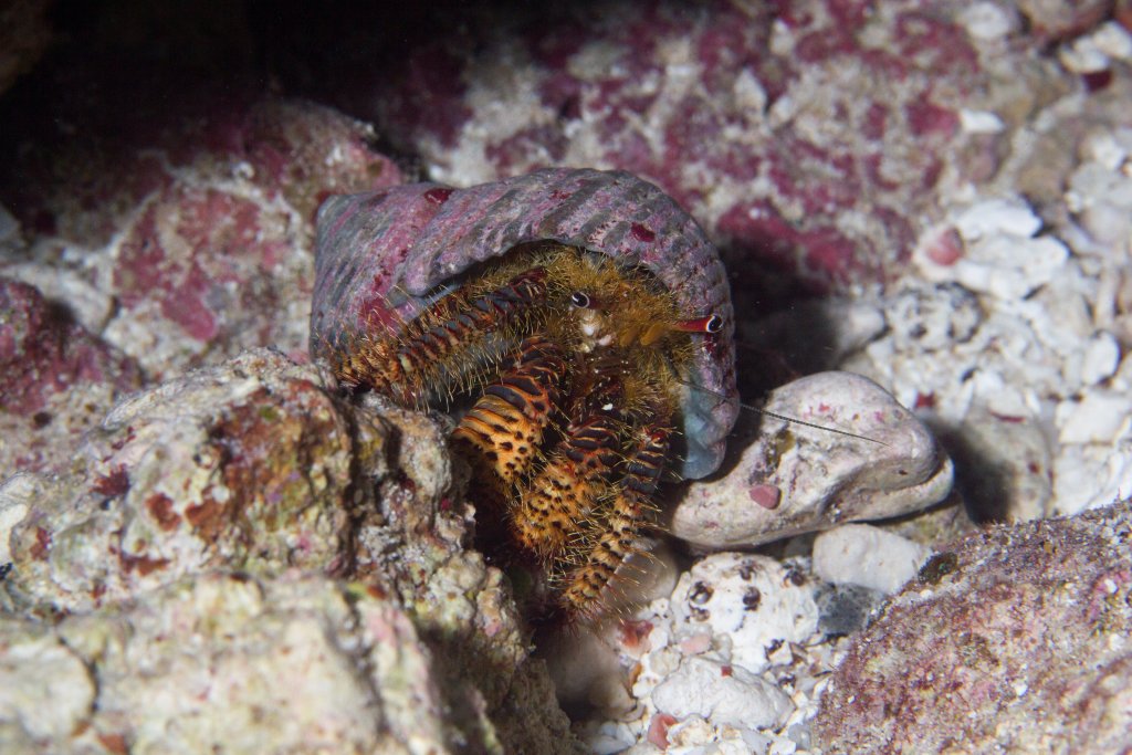 Coconut Crab juvenile (Birgus latro)