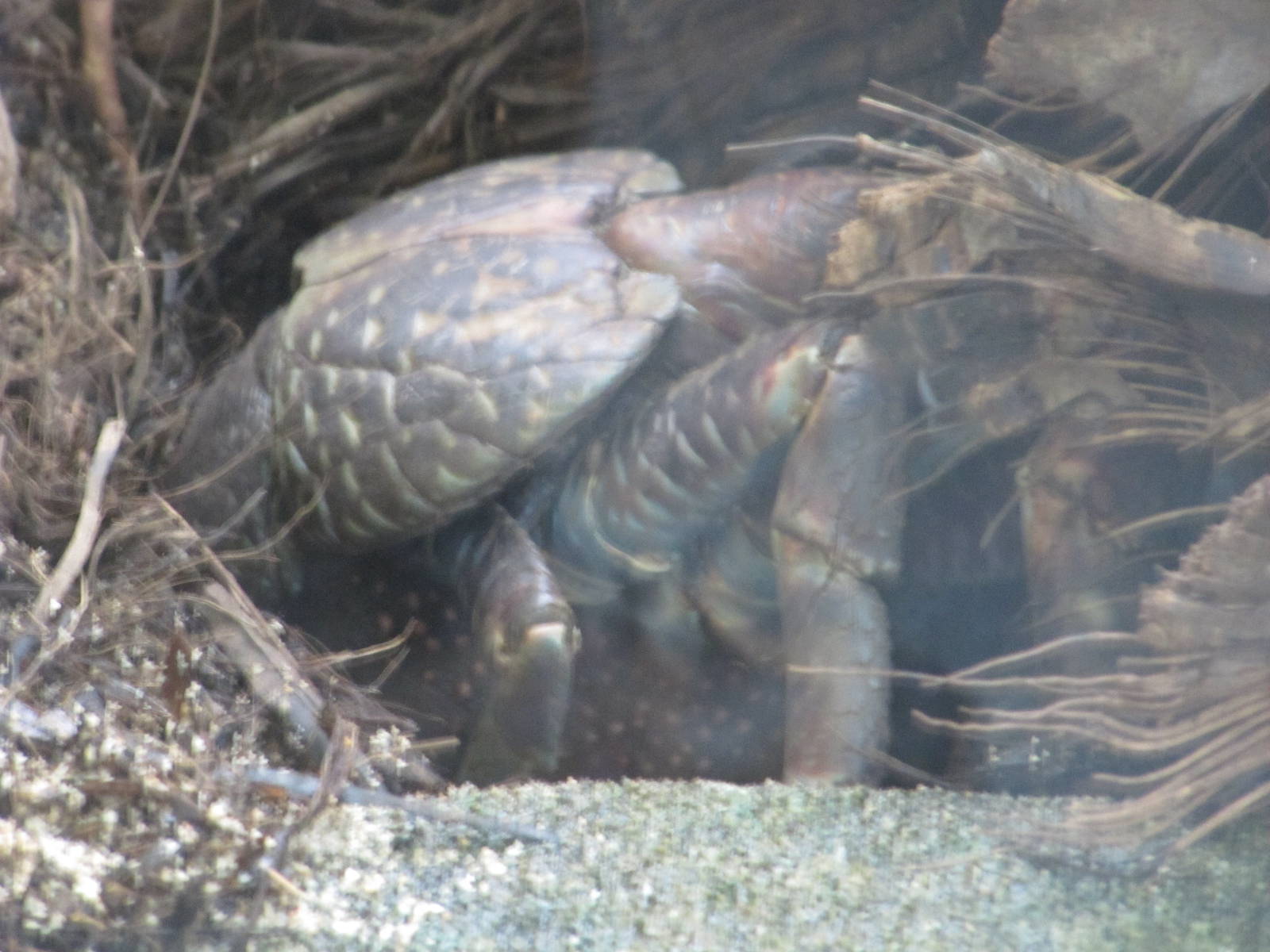 Coconut Crab nov 2010