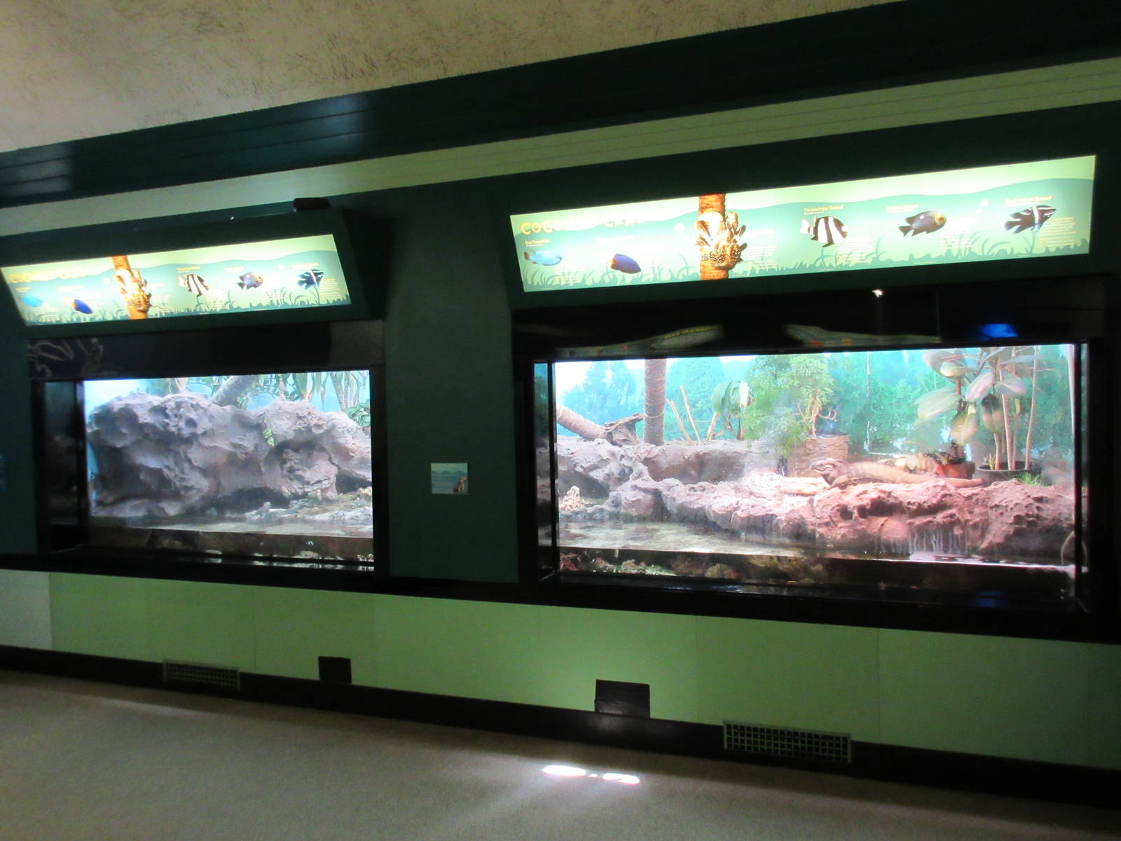 Coconut Crab + Rhinoceros Iguana Exhibit