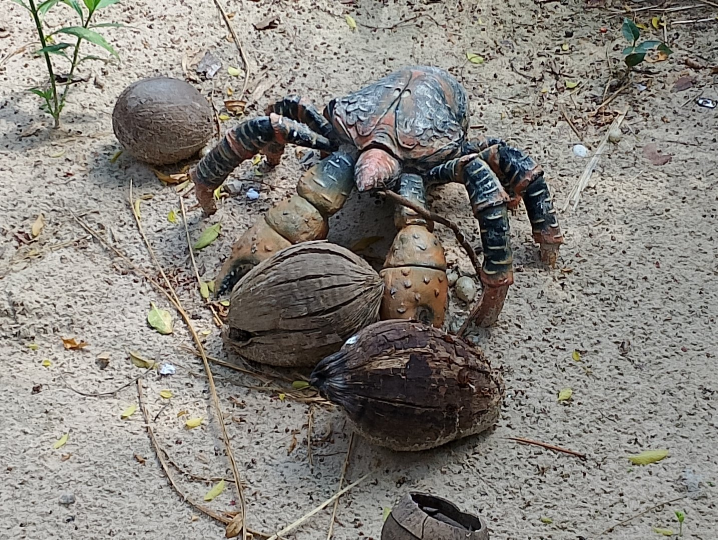 Coconut crab statue