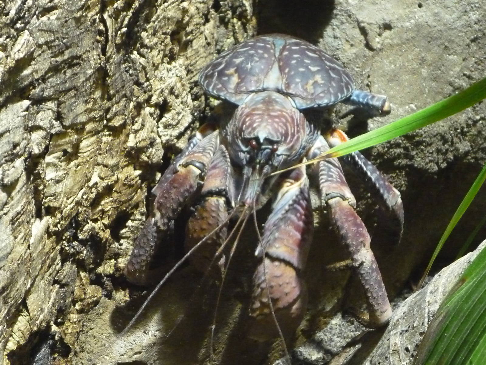 Coconut Crab
