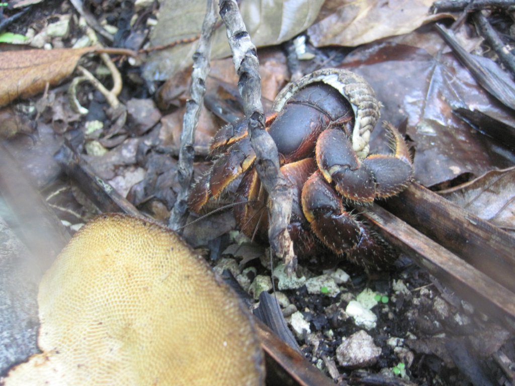 Coconut Crab