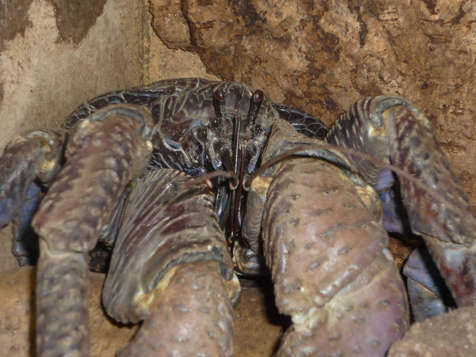 Coconut Crab