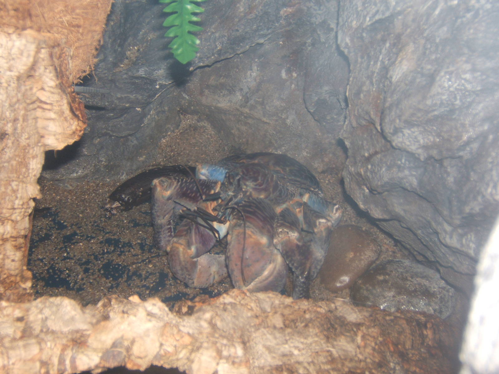 Coconut Crab
