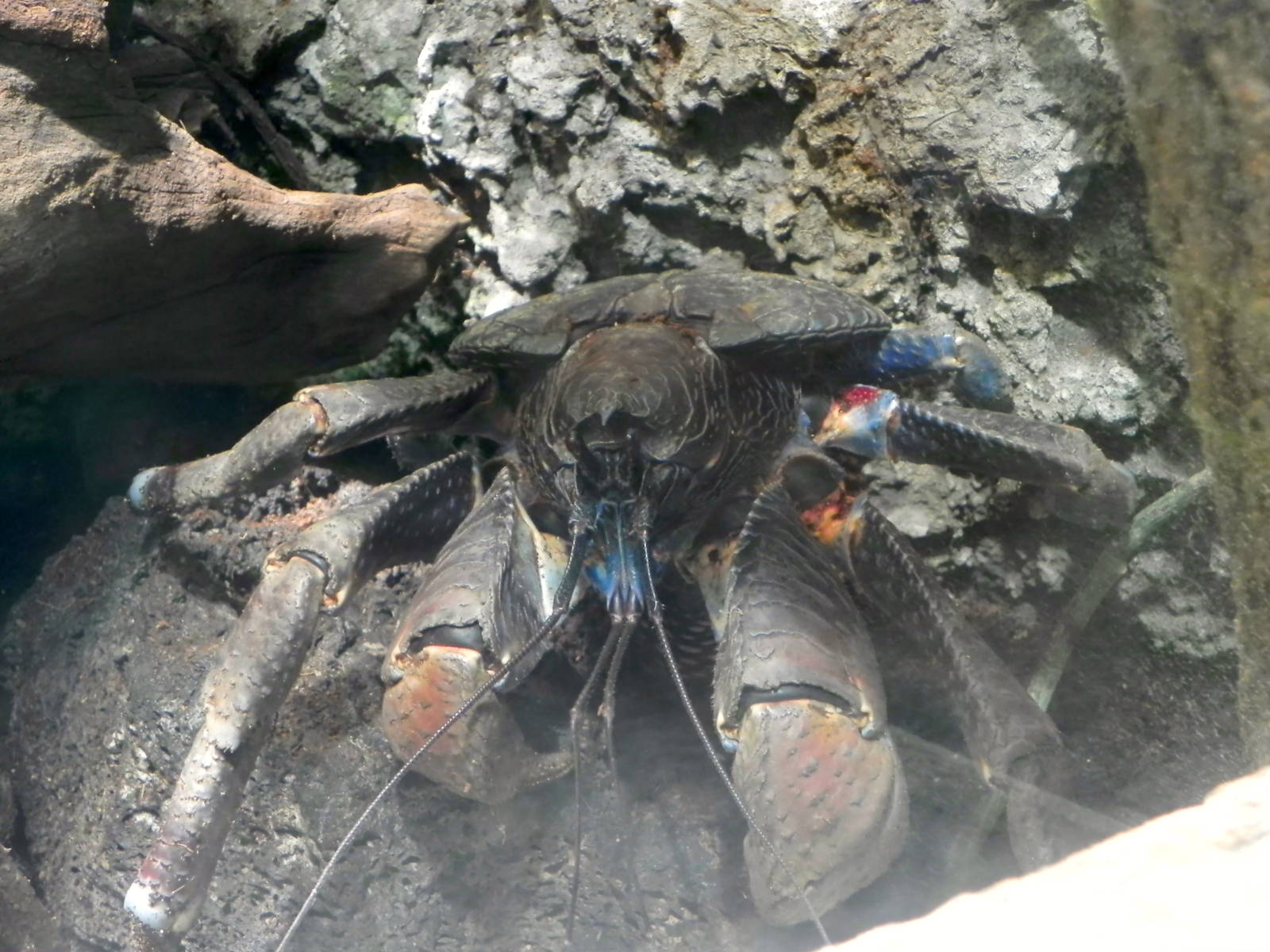 Coconut Crab