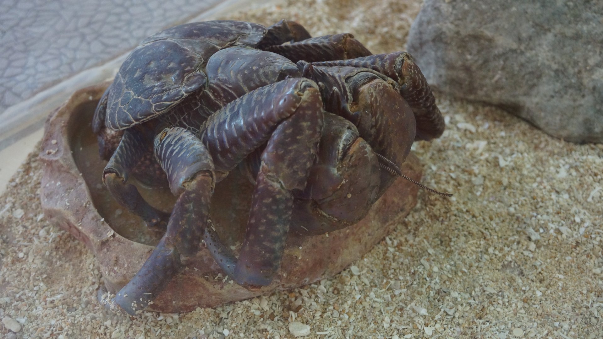 Coconut Crab