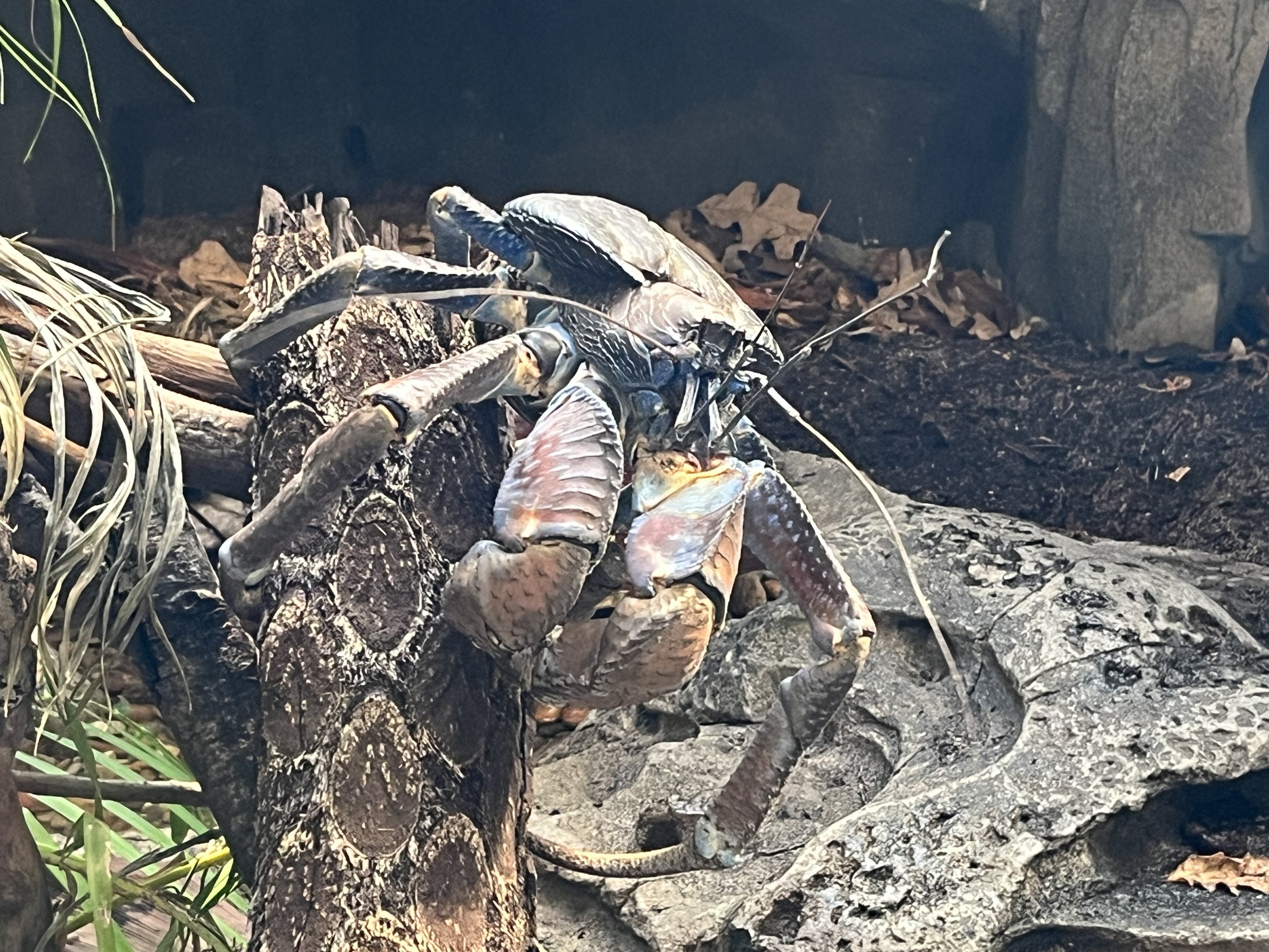 Coconut Crab