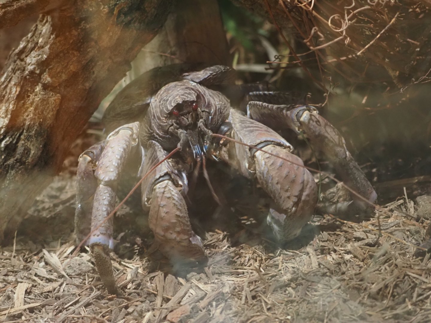 Coconut Crab