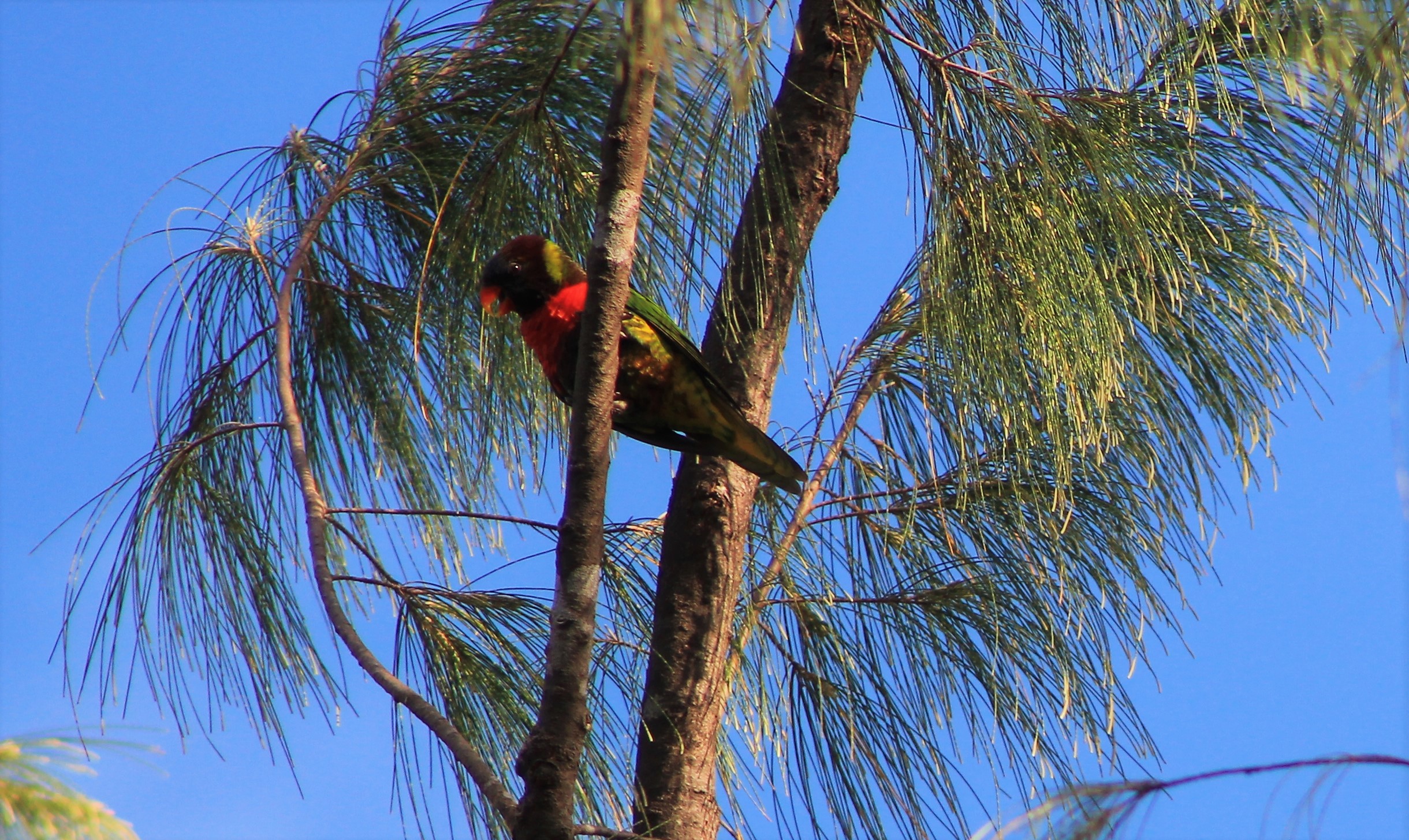 Coconut Lorikeet (Trichoglossus haematodus massena)