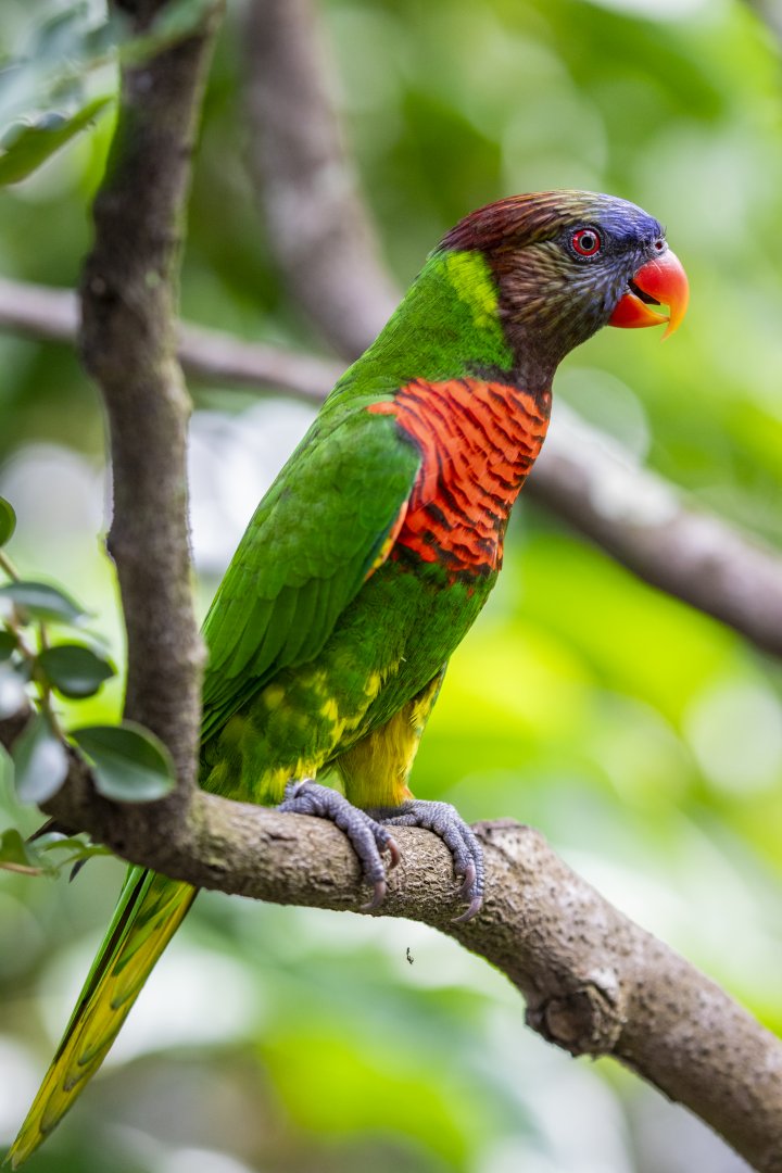 Coconut Lorikeet  (Trichoglossus haematodus)