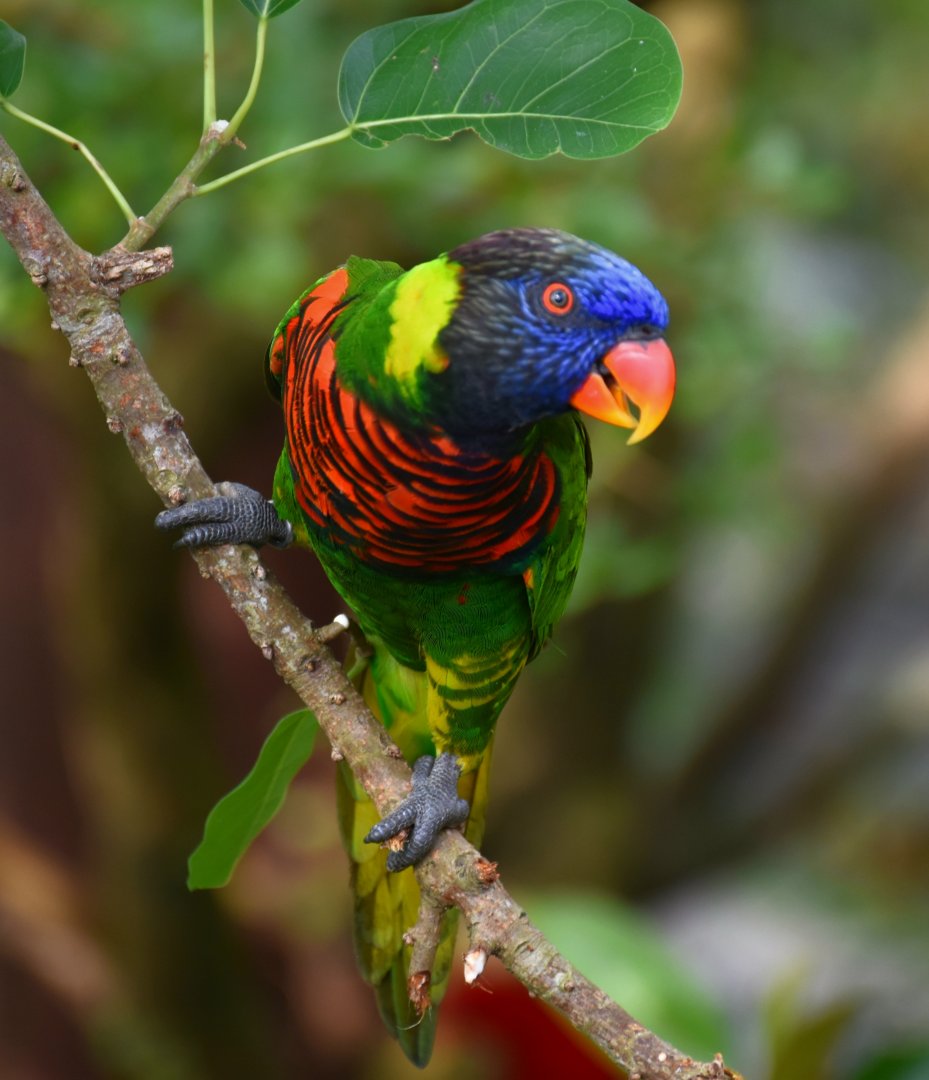 Coconut Lorikeet (Trichoglossus haematodus)