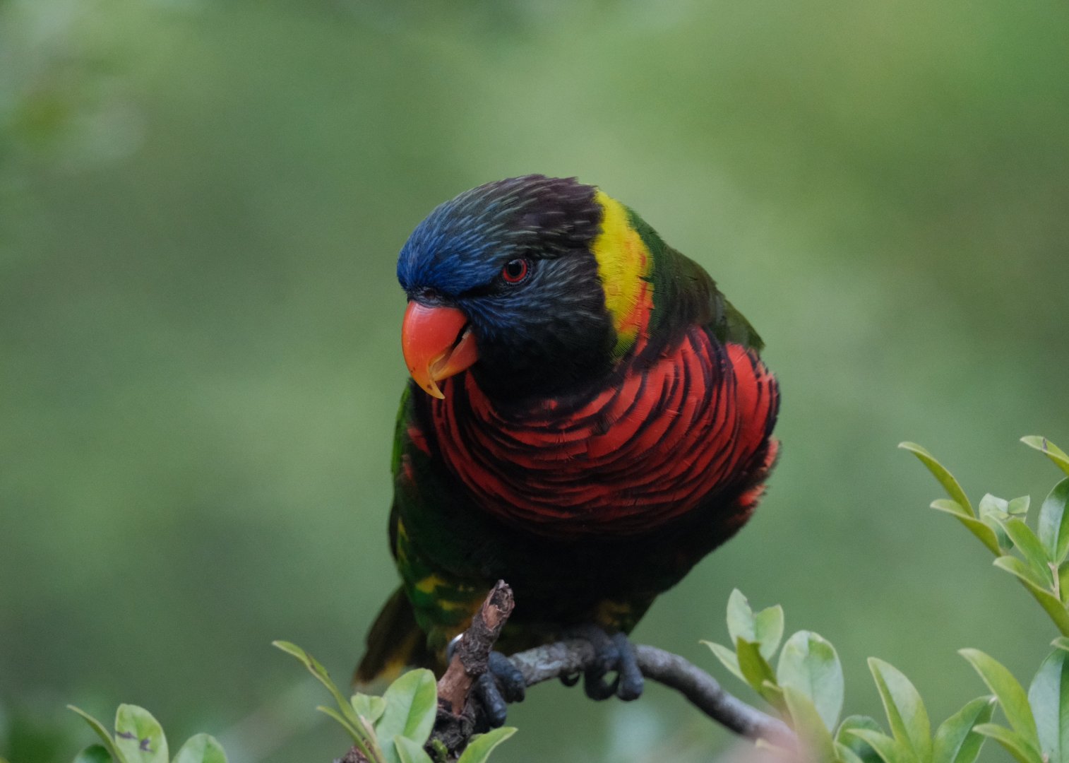 Coconut Lorikeet (Trichoglossus haematodus)