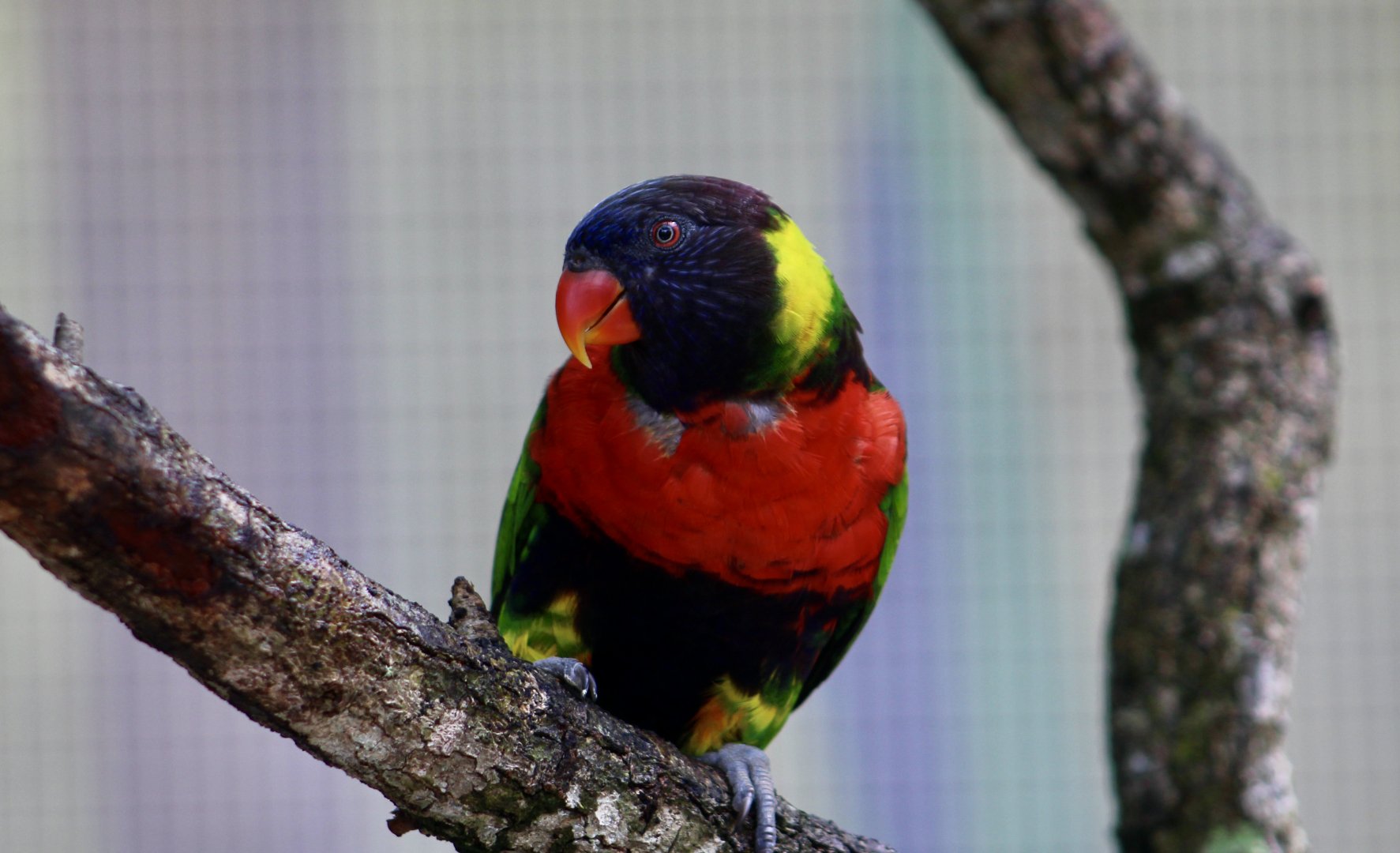 Coconut Lorikeet (Trichoglossus haematodus)