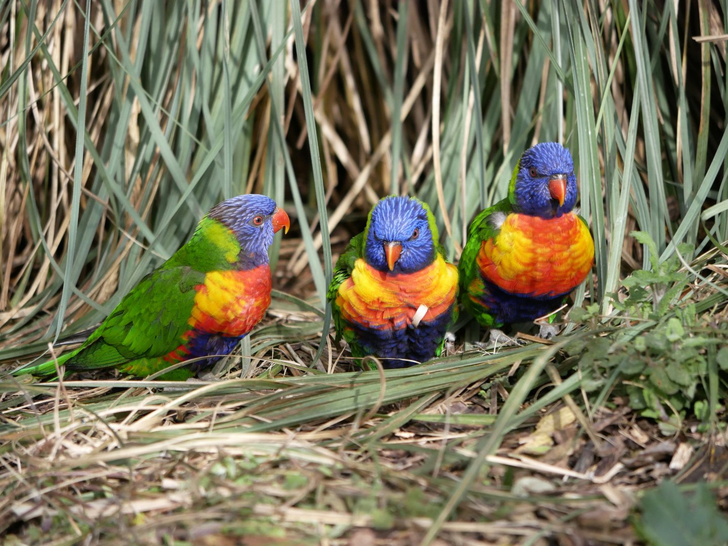 Coconut lorikeet (Trichoglossus haematodus)
