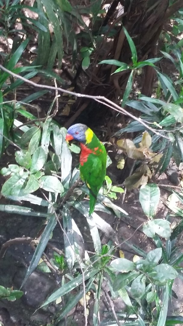 Coconut lorikeet (Trichoglossus haematodus)