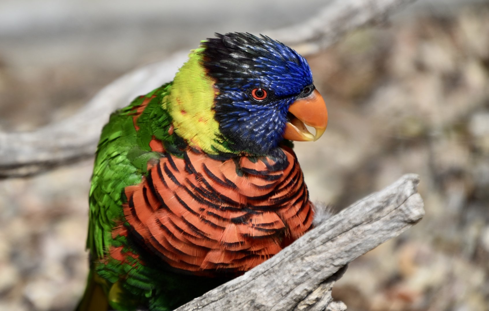 Coconut Lorikeet (Trichoglossus haematodus)
